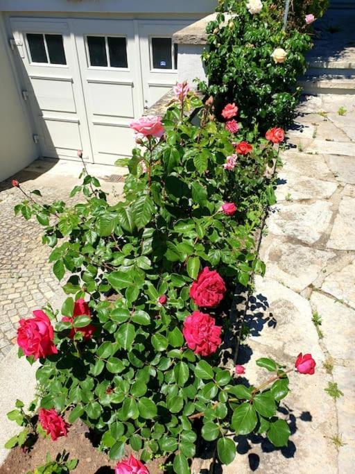 Natalies Hideaway Apartment Thun Bagian luar foto
